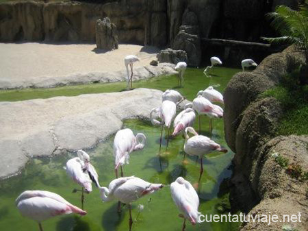 Bioparc, Valencia